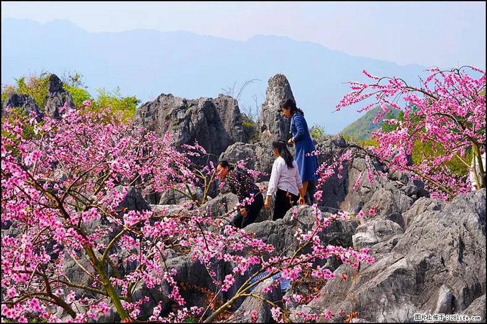 【春天，广西桂林灌阳县向您发出邀请！】望月岭上桃花开 - 游山玩水 - 枣庄生活社区 - 枣庄28生活网 zaozhuang.28life.com