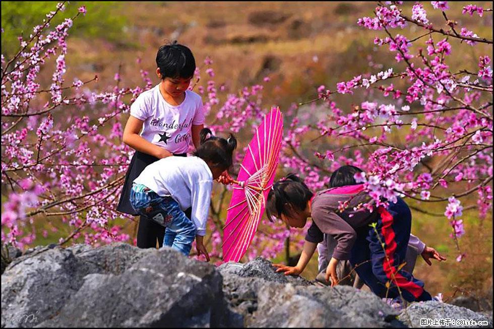 【春天，广西桂林灌阳县向您发出邀请！】望月岭上桃花开 - 游山玩水 - 枣庄生活社区 - 枣庄28生活网 zaozhuang.28life.com