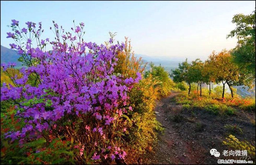 【春天,广西桂林灌阳县向您发出邀请!】登麒麟山,相约映山红 - 游山玩水 - 枣庄生活社区 - 枣庄28生活网 zaozhuang.28life.com