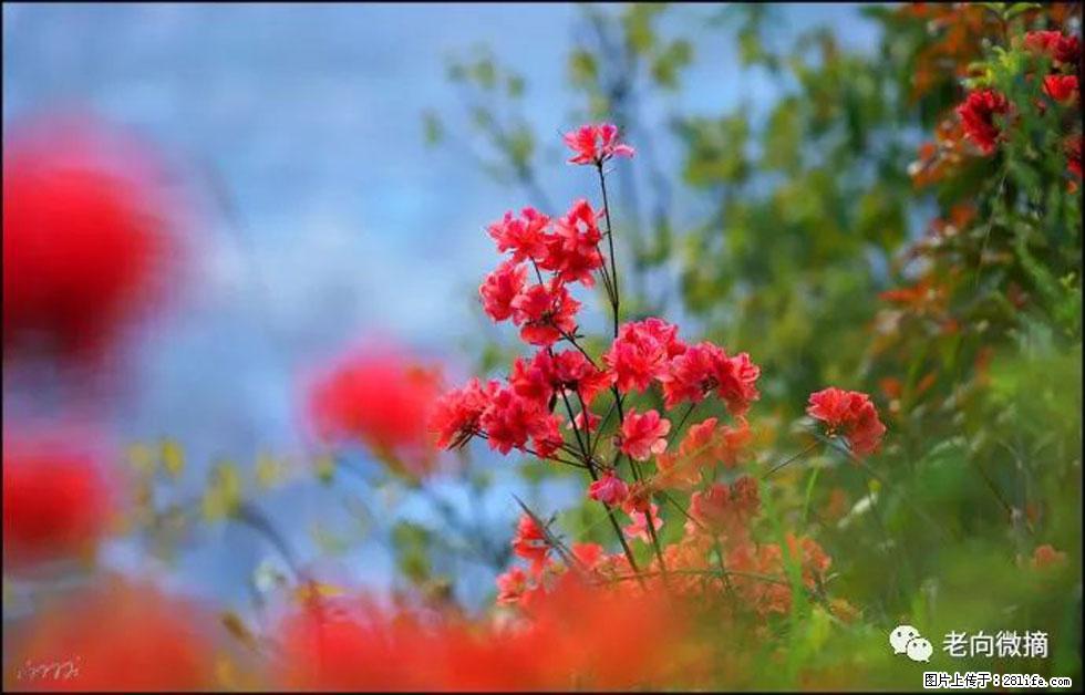 【春天,广西桂林灌阳县向您发出邀请!】登麒麟山,相约映山红 - 游山玩水 - 枣庄生活社区 - 枣庄28生活网 zaozhuang.28life.com