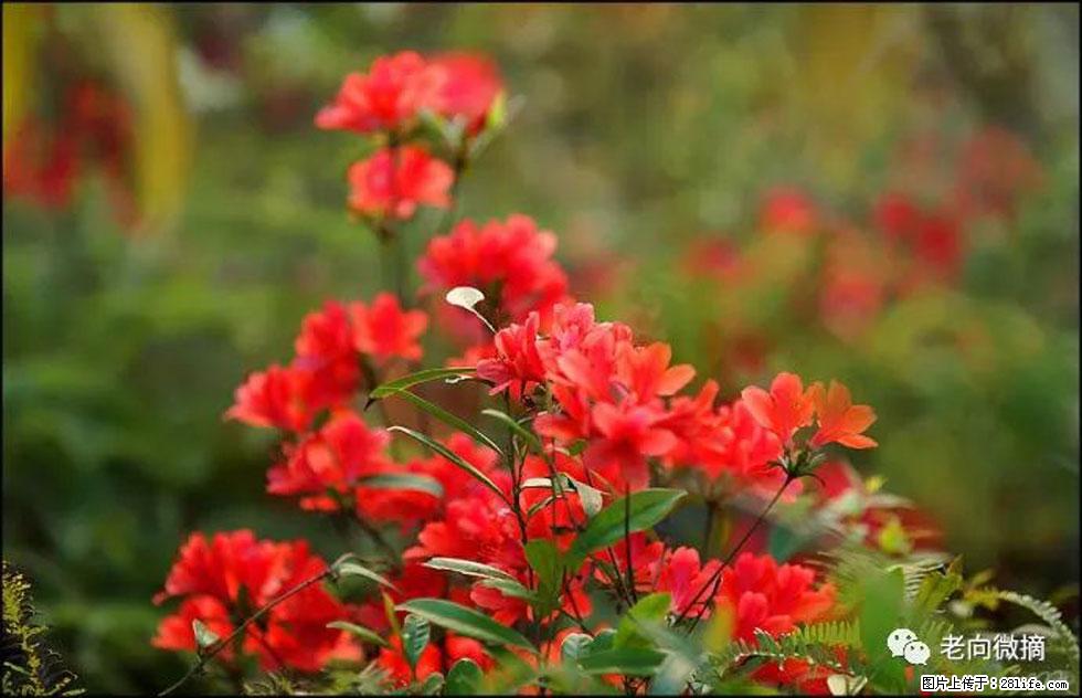 【春天,广西桂林灌阳县向您发出邀请!】登麒麟山,相约映山红 - 游山玩水 - 枣庄生活社区 - 枣庄28生活网 zaozhuang.28life.com