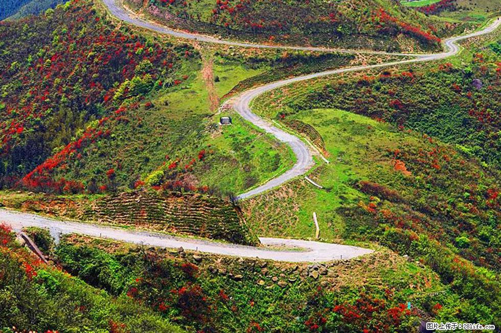 【春天，广西桂林灌阳县向您发出邀请！】春木界上映山红 - 游山玩水 - 枣庄生活社区 - 枣庄28生活网 zaozhuang.28life.com