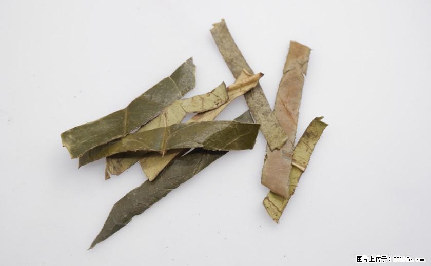 苦丁茶有哪些功效和作用 - 生活百科 - 枣庄生活社区 - 枣庄28生活网 zaozhuang.28life.com