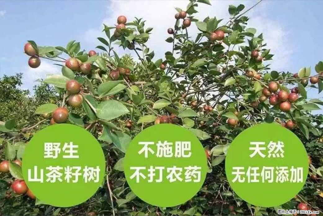 【灌阳县油茶产业示范区】一个有着充实的精神生活的人,对待身外之物自会有一种淡泊的态度 - 土特产 - 饮食特产 - 枣庄分类信息 - 枣庄28生活网 zaozhuang.28life.com