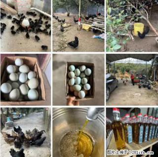 油茶园从小鸡仔开始养起的纯土鸡、土鸡蛋可以预定啦！还有前几天刚榨的纯山茶油哦 - 枣庄28生活网 zaozhuang.28life.com