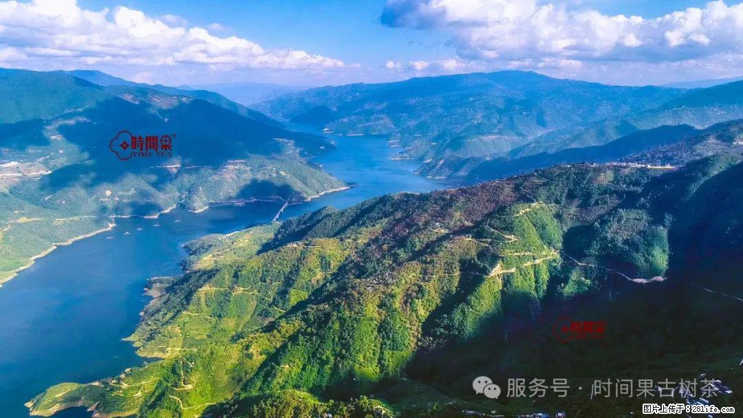 时间果百年古树龙珠普洱生茶 - 购物交流 - 枣庄生活社区 - 枣庄28生活网 zaozhuang.28life.com