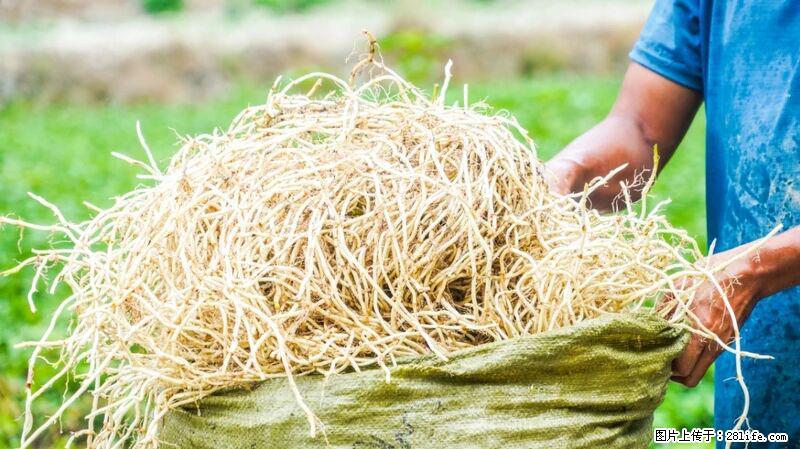 堪称“最难吃”的蔬菜,却是 “抗辐射神器”,还能护肺、清热、止咳化痰! - 枣庄生活资讯 - 枣庄28生活网 zaozhuang.28life.com