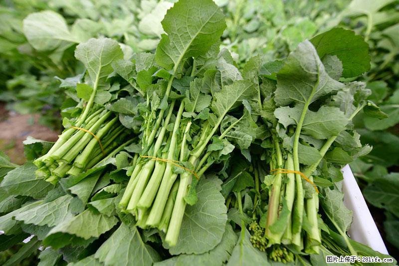 这些蔬菜是“天然钙片”，这6种被医生重点推荐 - 枣庄生活资讯 - 枣庄28生活网 zaozhuang.28life.com